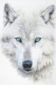 blue eyed wolf